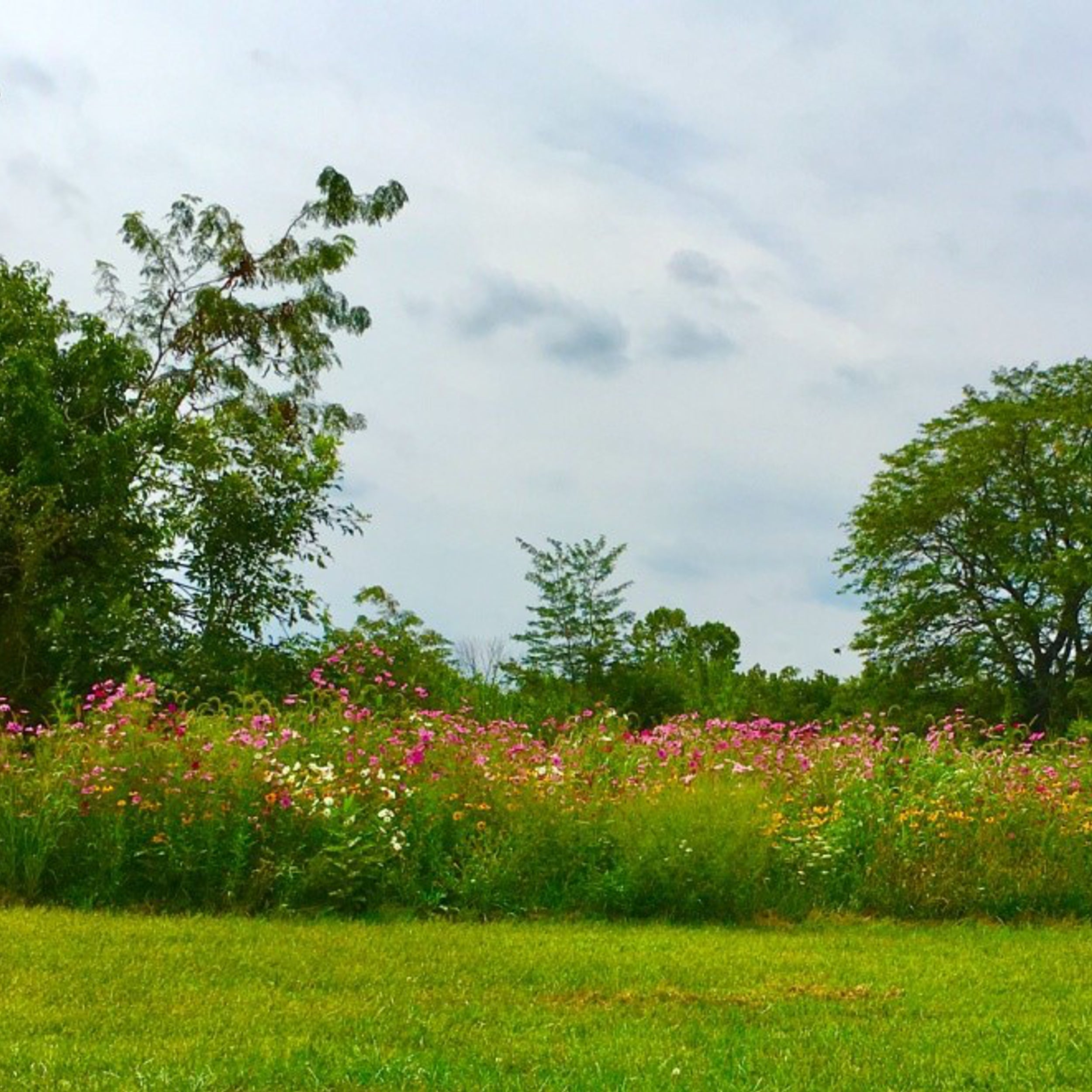 Karen's Wild Flower Seed Mix, Single Packet